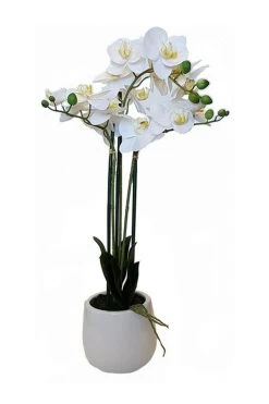 Potted 3 Spray Orchid In White Pot