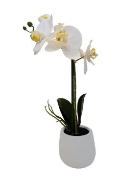 Potted 1 Spray Orchid In White Pot