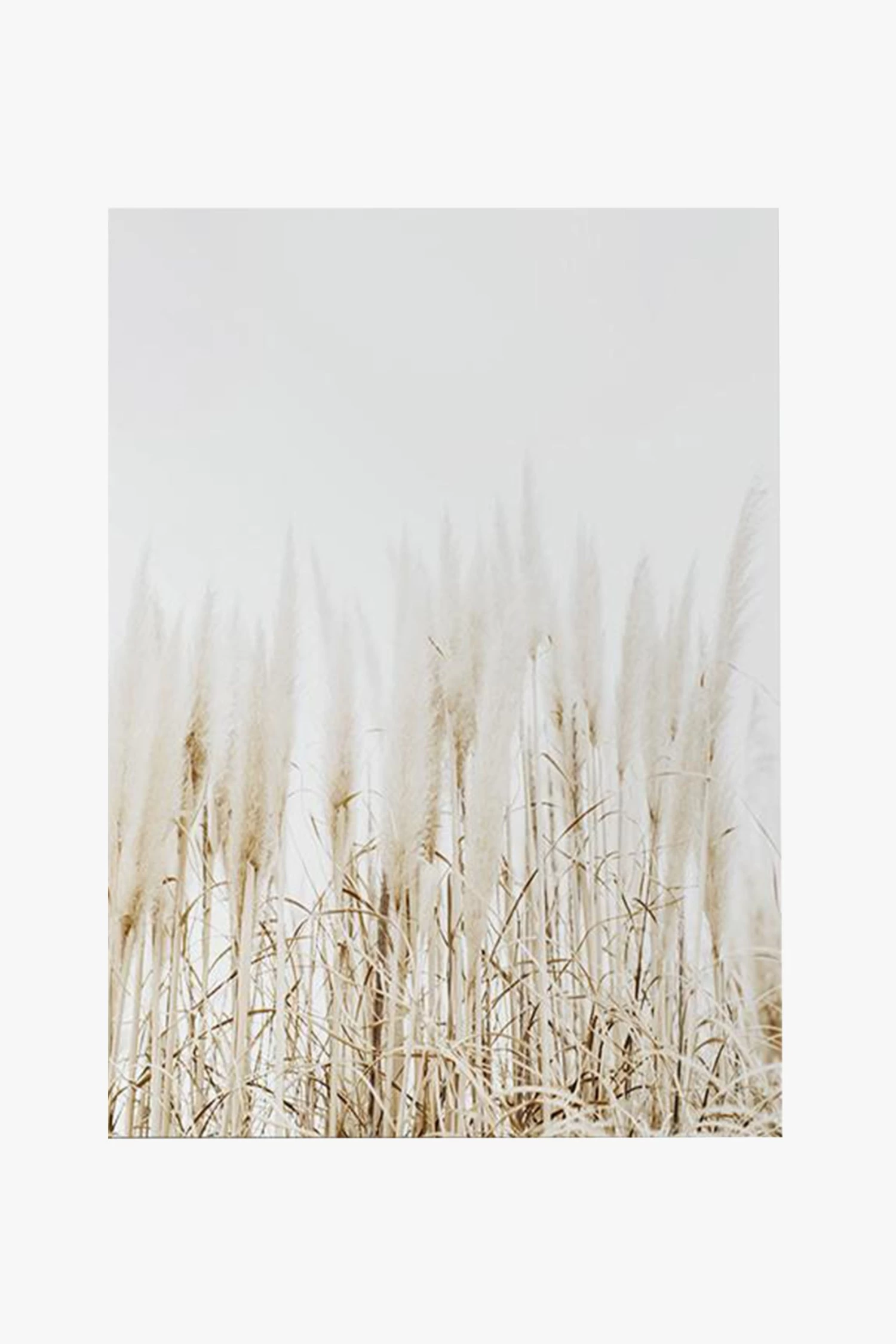 Pampas Grass Natural Framed A1 Print 3 Pampas Grass Natural Framed A1 Print