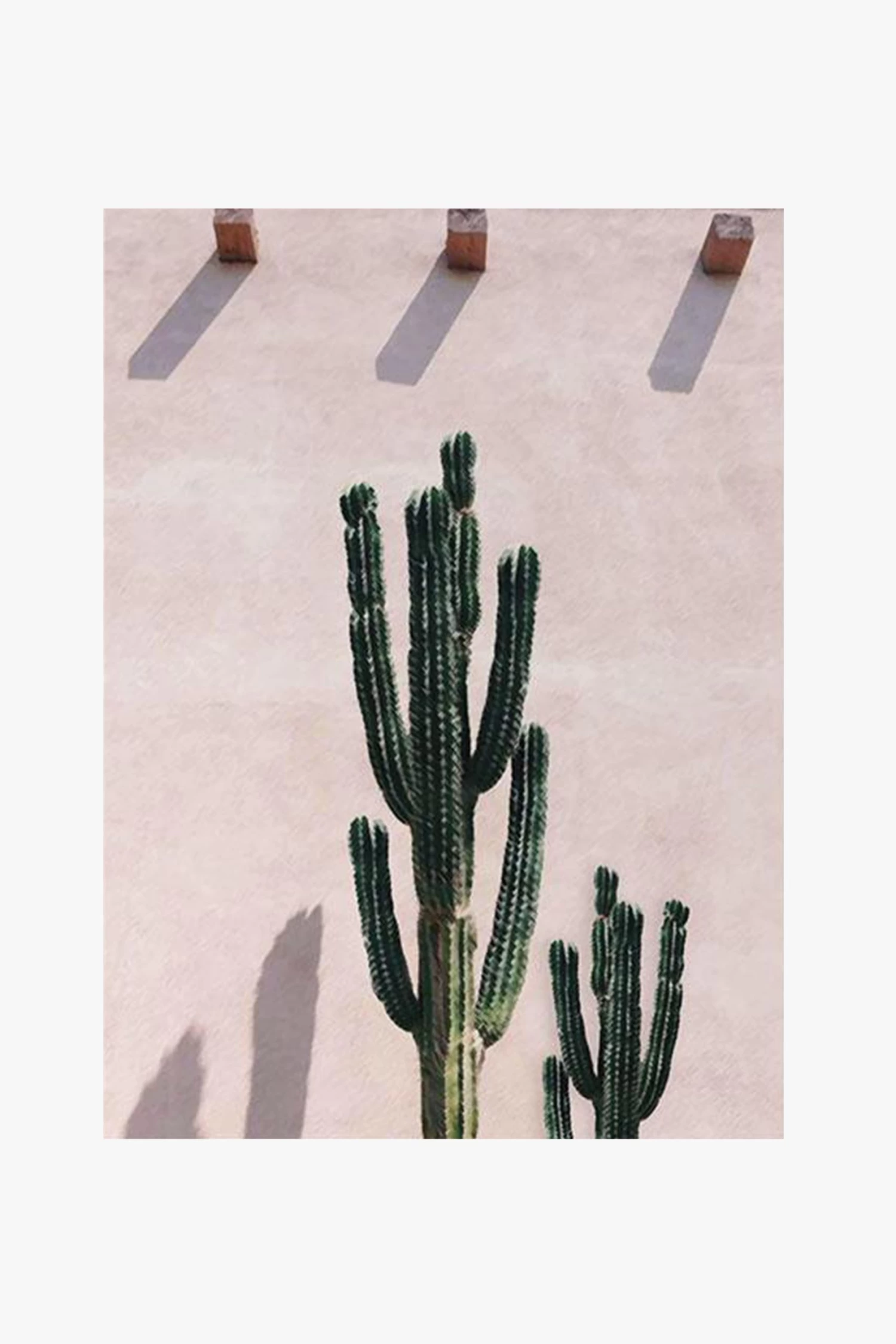 Pink Cacti White Framed A2 Print 3 Pink Cacti White Framed A2 Print